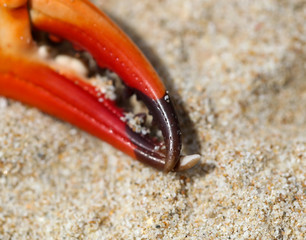 Crab claw lies on the sand