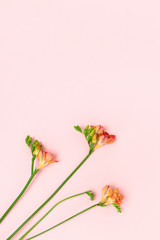 Top view of freesia flowers on a pink pastel background. Floral composition with place for text.