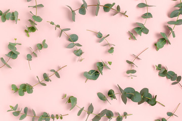 Pattern made of eucalyptus branches. Green leaves concept on a pink pastel background.