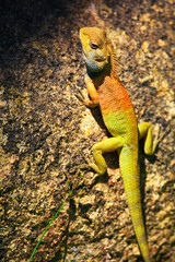 small iguana on the tree bark