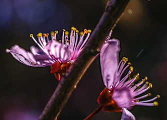 Nice cherry plum flowers on the blue sky as background