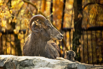 Mountain goat lying in the zoo