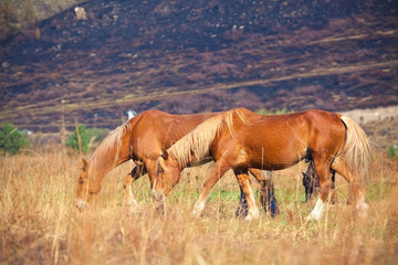 two brown horses grazing in the field