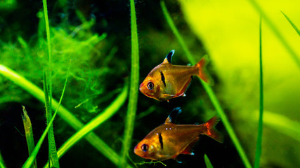 Redflame tetra fish ( Hyphessobrycon flammeus ) in planted tank setting