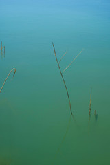 Fototapeta premium Water Aqua Menthe surface of the lake in Ukraine. Reed stem on turquoise background. Copy space.