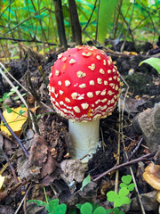  fly agaric mushroom (amanita muscaria)