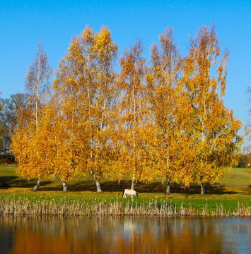 Horse Grazing Next To Lake Underneath Summer Birch Trees