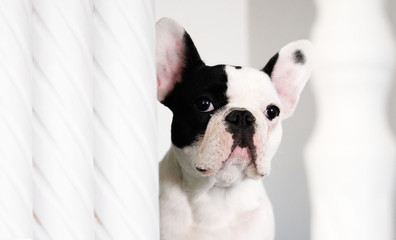 Adorable white abd black french bulldog face on white background. Copy space
