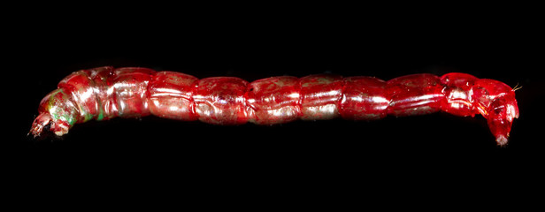 Red bloodworm worms isolated on a black background