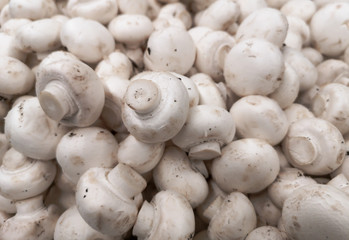 White champignons on a shelf in a store