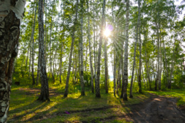 Fototapeta na wymiar Sun shines through the leaves in a birch forest. Bright sunbeams shines through the green foliage in the birch grove on a summer sunny day.