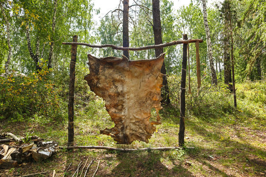 Animal hide stretched on a wooden frame. Skin of goat hanging on a log for drying in a forest or park. The old way of processing leather and fur.