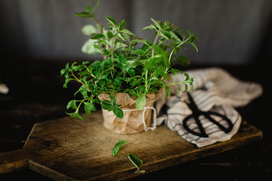 Potted Thyme plant on a wooden chopping board.