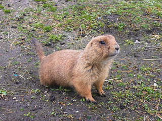 prairie dog on the grass