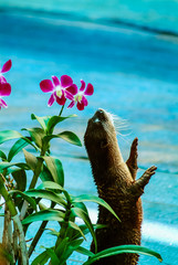 Thailand - Koh Samui  : A Otter Looking To The Cymbidium