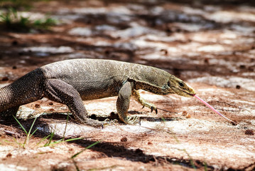 Thailand - Phuket  : A Lizard To Find Prey