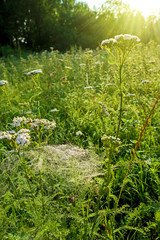 Meadow with spider web in the grass in the sunny morning. Closeup view of nature with leaves and grass stems and sunrise.