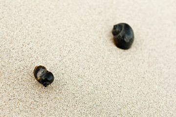 Fototapeta na wymiar Snail shells on a Wet Sandy Beach