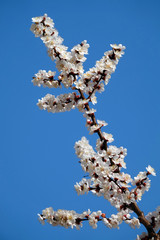 Fruit trees bloom in spring