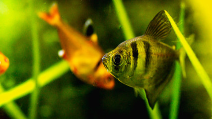 Black skirt tetra fish in planted tank setting