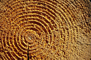 texture of crossed tree stump