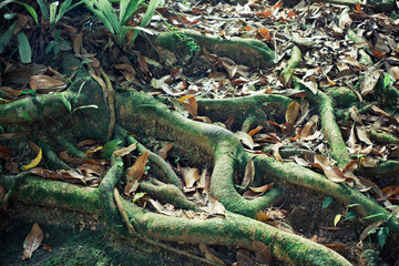 dead leaves on the ground near roots