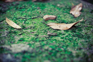 dead autumn leaf on green moss