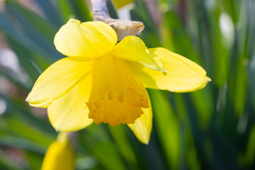 yellow daffodil detail, first touch of spring  in garden