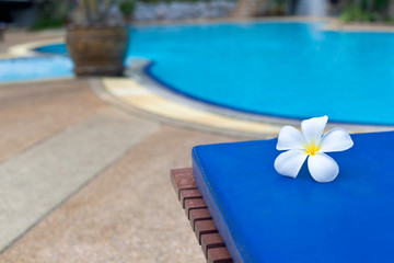 Tropical flower Plumeria alba (White Frangipani) lying on a sunbed near swimming pool