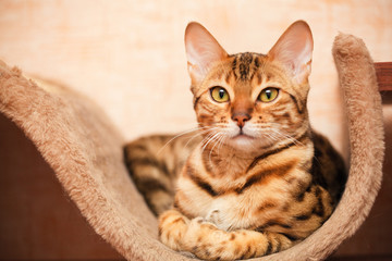 beautiful bengal cat is lying