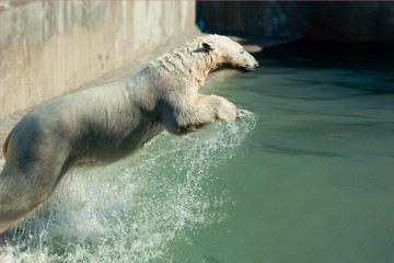 Polar bear jumping in water