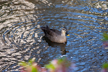 春の小川とかも
