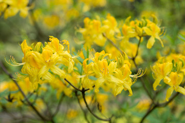 Obraz premium Yellow rhododendron blooms in the garden