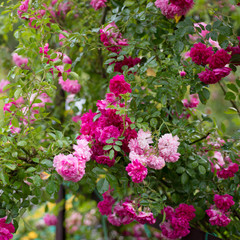 Bush of pink roses blooms in the garden