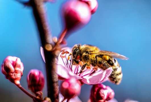 Nice yellow bee on the cherry blum flower  with  the blue sky background