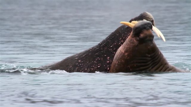 Walrus Young Play and fight in arctic Water, Svalbard