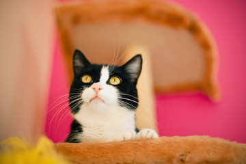 Black and white cat on the pink background