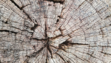 Wood texture of old cut tree trunk - wooden surface background
