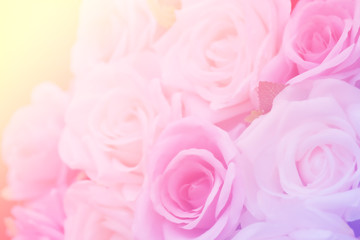 Fototapeta premium Blurred of Rose flowers blooming. in the pastel color style for background.