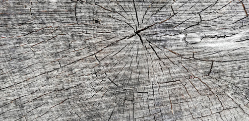 Fototapeta premium Wood texture of old cut tree trunk - wooden surface background 