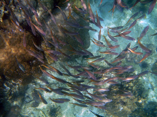 A shoal of fish underwater the sea