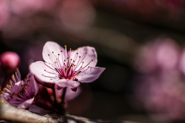 Nice cherry blum flower on the violet background