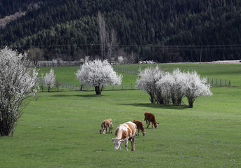 cow grazing in green meadow.artvin/turkey
