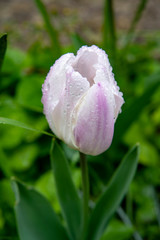 Fototapeta premium tulipe 01