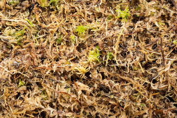 wet marsh sphagnum moss, for planting and fertilizing plants