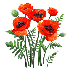 Fototapeta premium Bouquet of Common Poppy (Papaver rhoeas) flowers isolated on white background. Spring illustration.