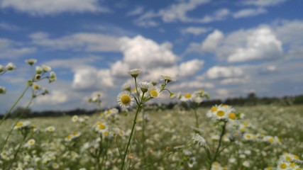 Chamomile field against the sky