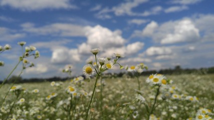 Obraz premium Chamomile field against the sky