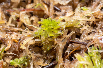 wet marsh sphagnum moss, for planting and fertilizing plants