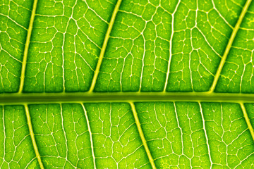 Beautiful young, green leaves of mango with transparent veins